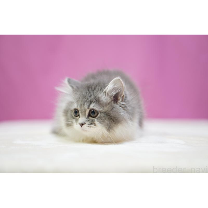 販売中の埼玉県のスコティッシュストレート-132990の5枚目