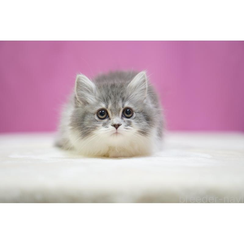 販売中の埼玉県のスコティッシュストレート-132990の4枚目