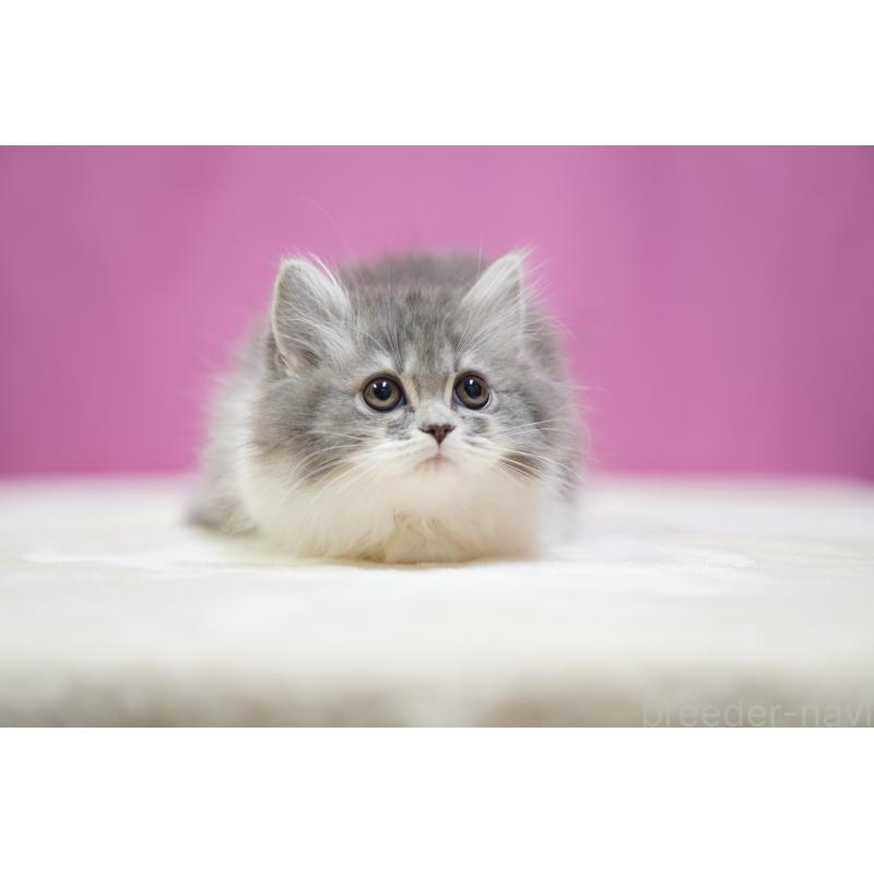 販売中の埼玉県のスコティッシュストレート-132990の3枚目