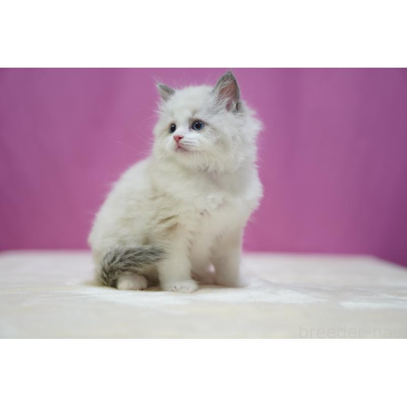 販売中の埼玉県のラグドール-134580の5枚目