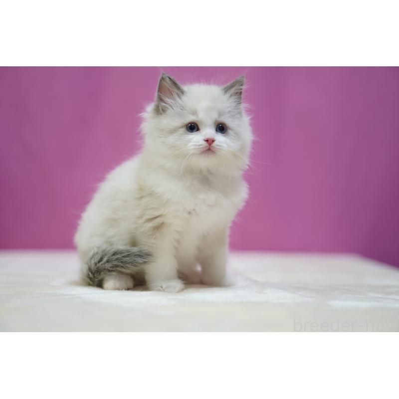 販売中の埼玉県のラグドール-134580の4枚目