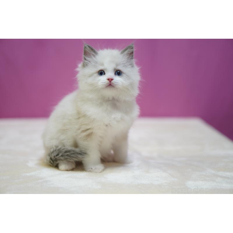 販売中の埼玉県のラグドール-134580の3枚目