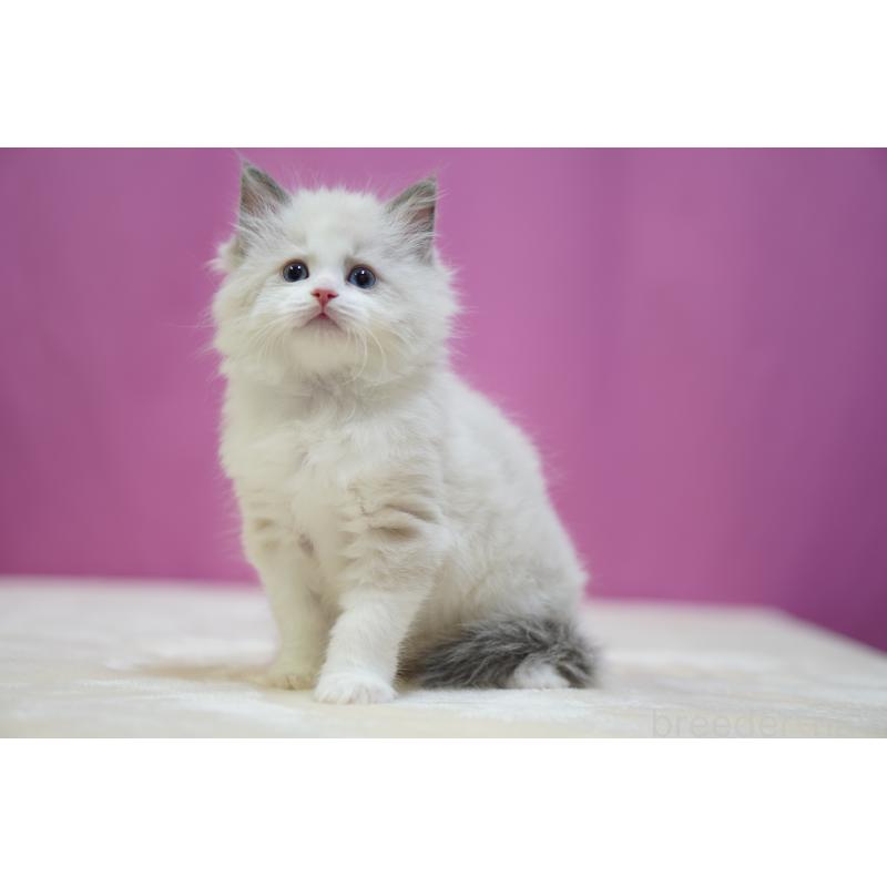 販売中の埼玉県のラグドール-134580の2枚目