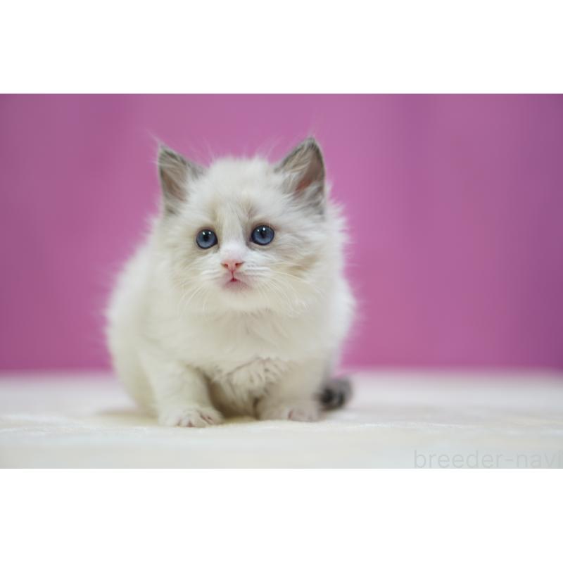 販売中の埼玉県のラグドール-134573の8枚目