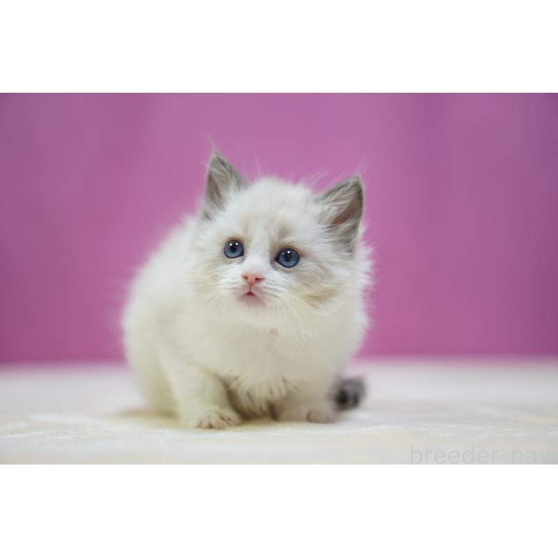 販売中の埼玉県のラグドール-134573の6枚目