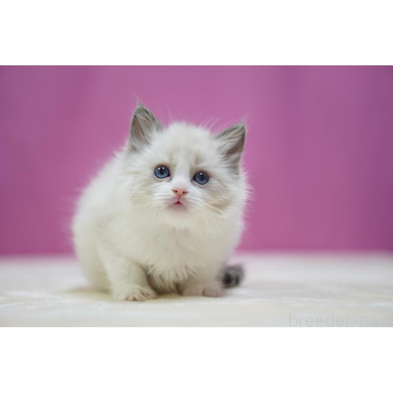 販売中の埼玉県のラグドール-134573の5枚目