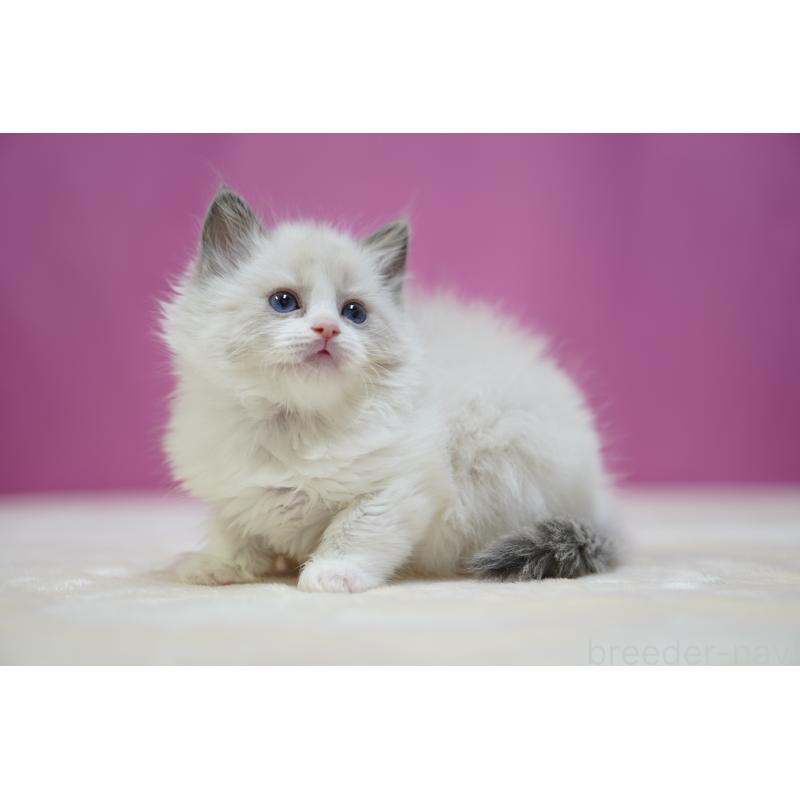 販売中の埼玉県のラグドール-134573の4枚目