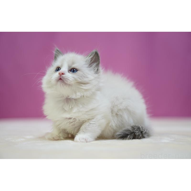 販売中の埼玉県のラグドール-134573の3枚目