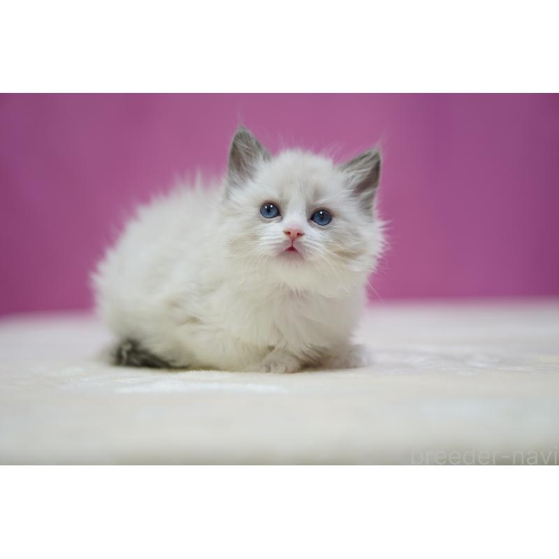 販売中の埼玉県のラグドール-134573の2枚目