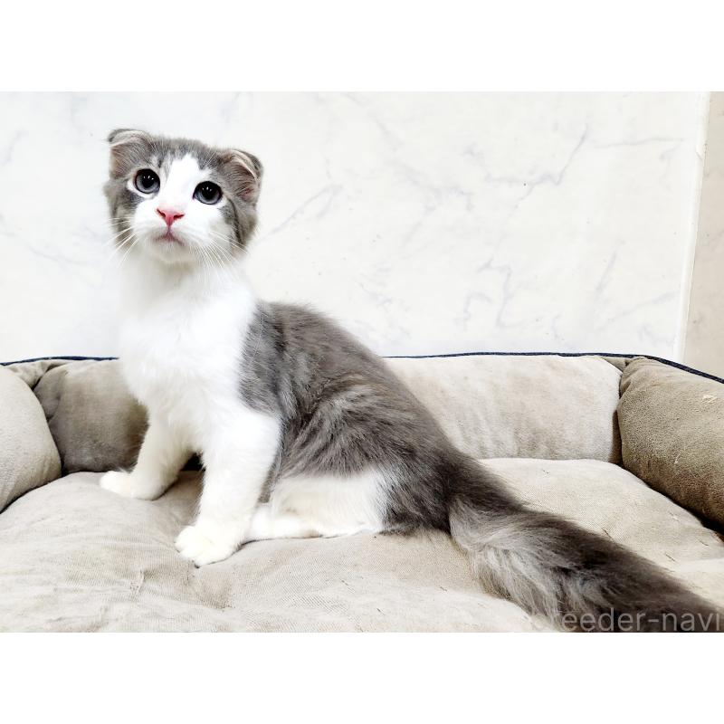 販売中の北海道のスコティッシュフォールド-135145の7枚目