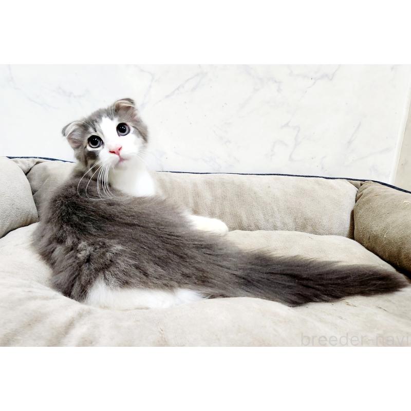 販売中の北海道のスコティッシュフォールド-135145の6枚目