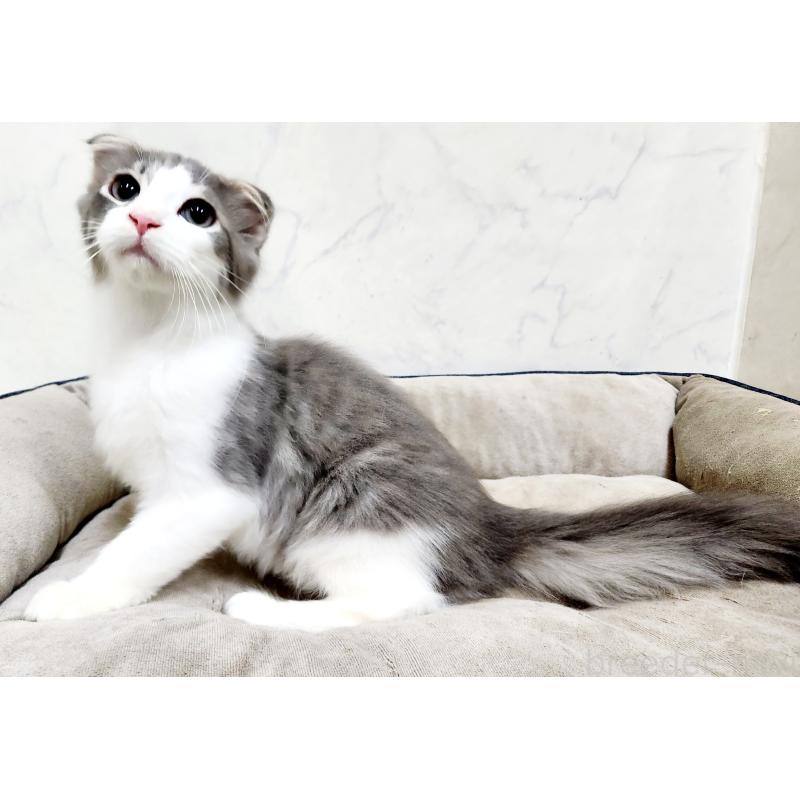 販売中の北海道のスコティッシュフォールド-135145の5枚目