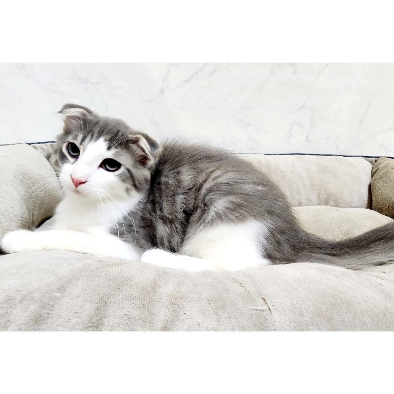 販売中の北海道のスコティッシュフォールド-135145の4枚目