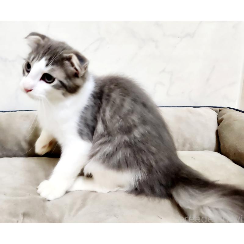 販売中の北海道のスコティッシュフォールド-135145の2枚目