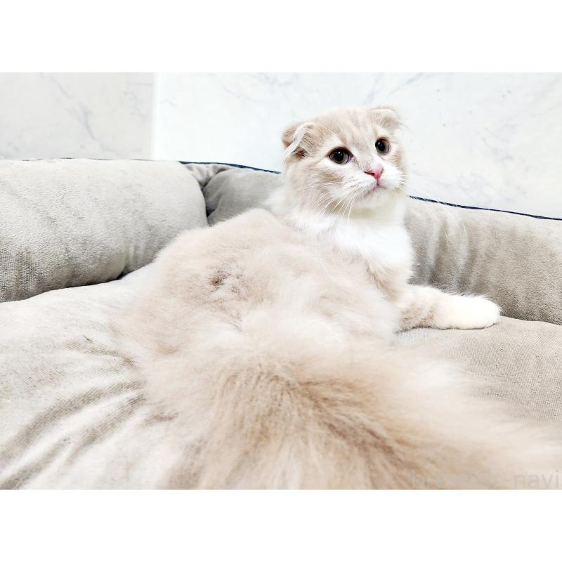 販売中の北海道のスコティッシュフォールド-135146の6枚目