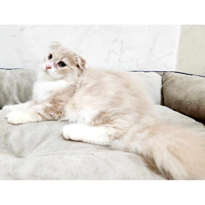 販売中の北海道のスコティッシュフォールド-135146の4枚目