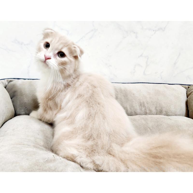 販売中の北海道のスコティッシュフォールド-135146の3枚目