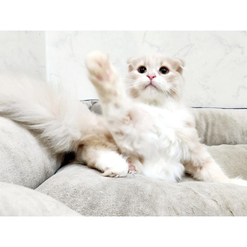 販売中の北海道のスコティッシュフォールド-135146の2枚目