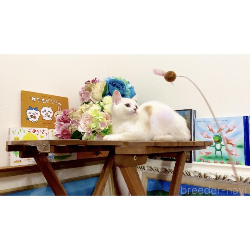 販売中の北海道のマンチカン-129051の4枚目