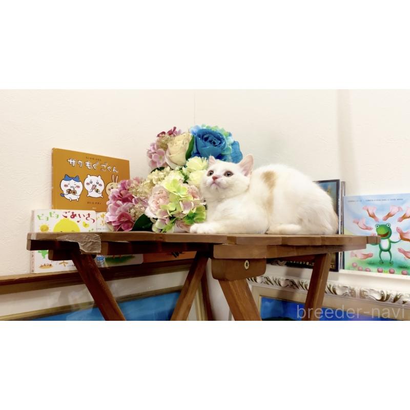 販売中の北海道のマンチカン-129051の3枚目