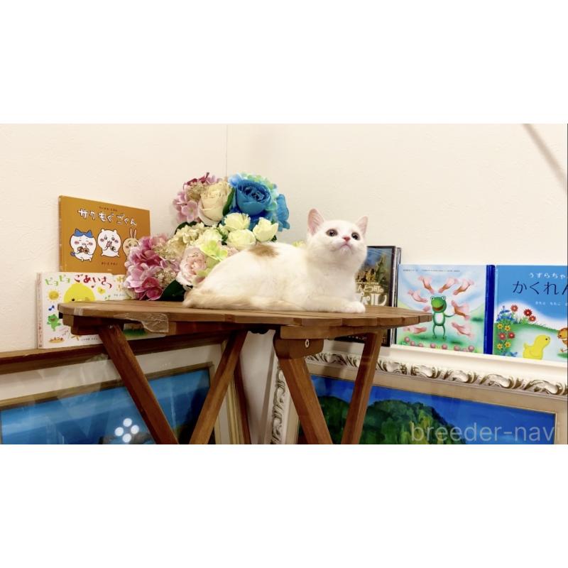 販売中の北海道のマンチカン-129051の2枚目