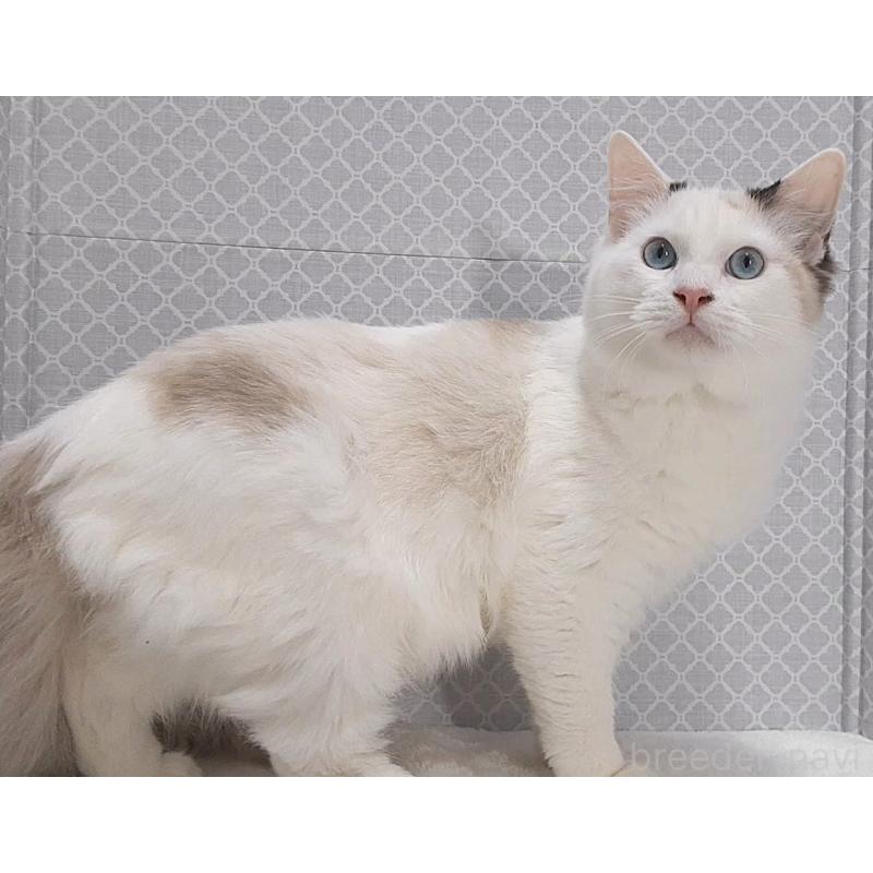 販売中の岐阜県のラグドール-130670の4枚目