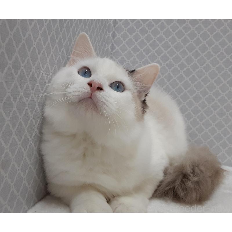 販売中の岐阜県のラグドール-130670の3枚目