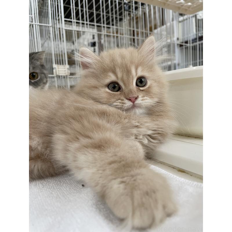 販売中の愛知県のスコティッシュフォールド-132211の4枚目