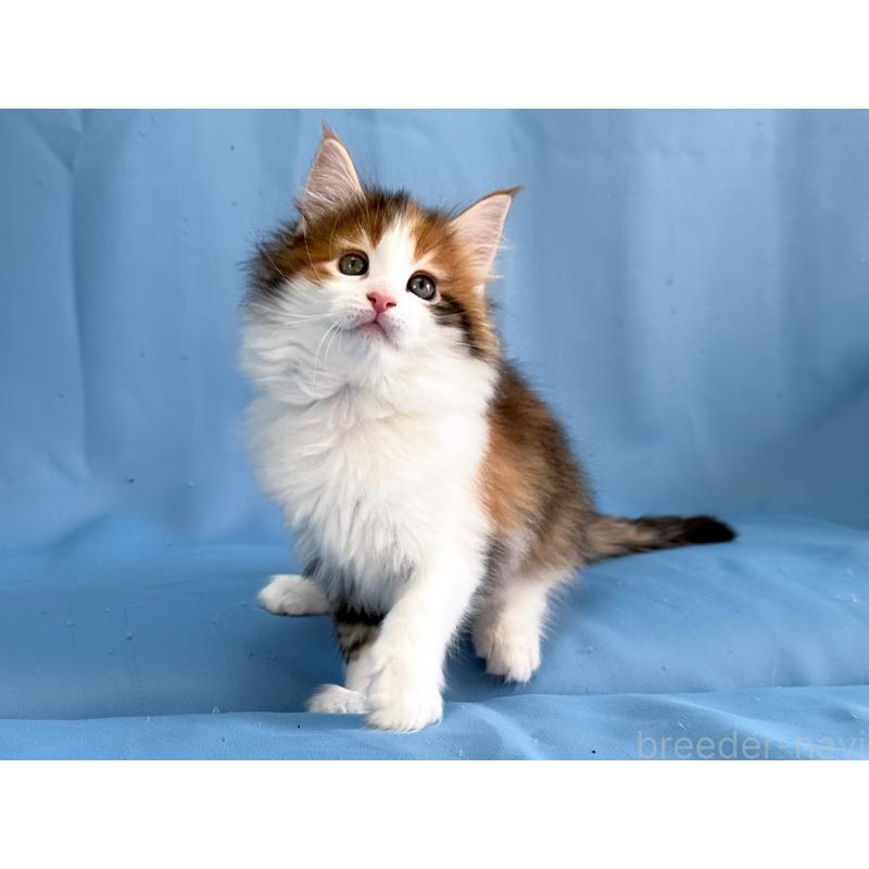 販売中の愛知県のメインクーン-135147の5枚目