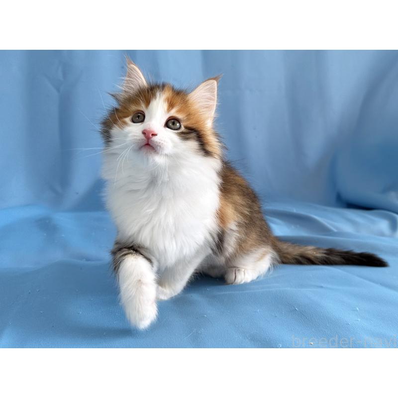 販売中の愛知県のメインクーン-135147の4枚目