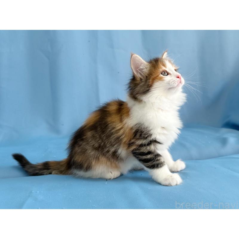 販売中の愛知県のメインクーン-135147の2枚目