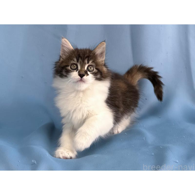 販売中の愛知県のメインクーン-135148の5枚目