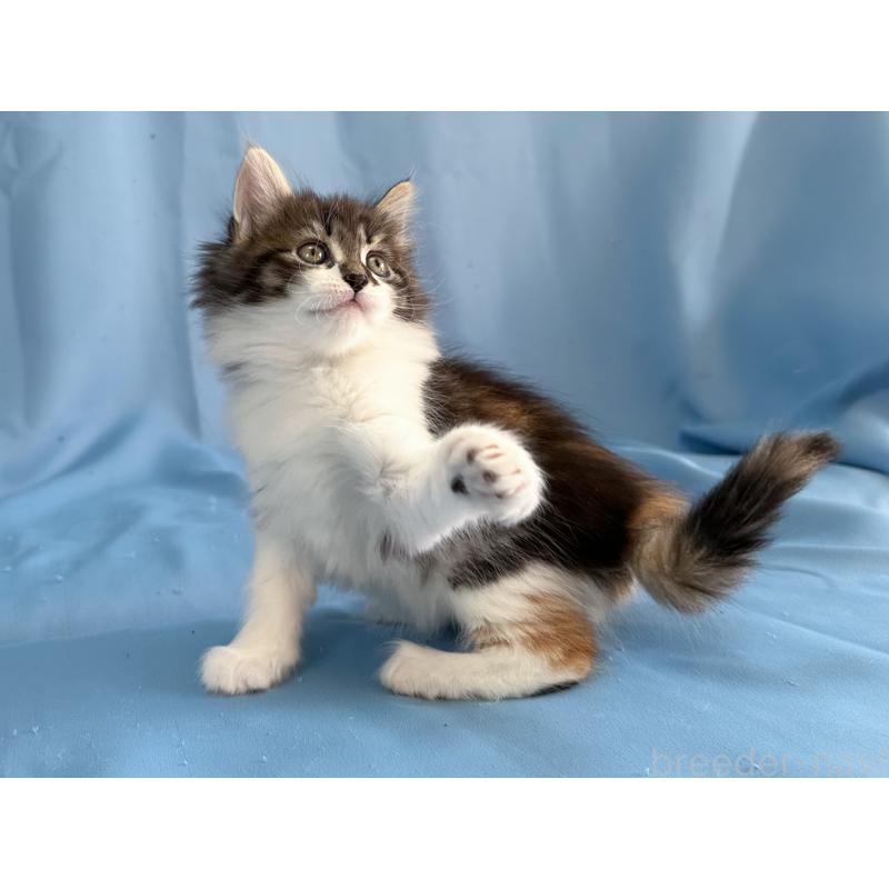 販売中の愛知県のメインクーン-135148の4枚目