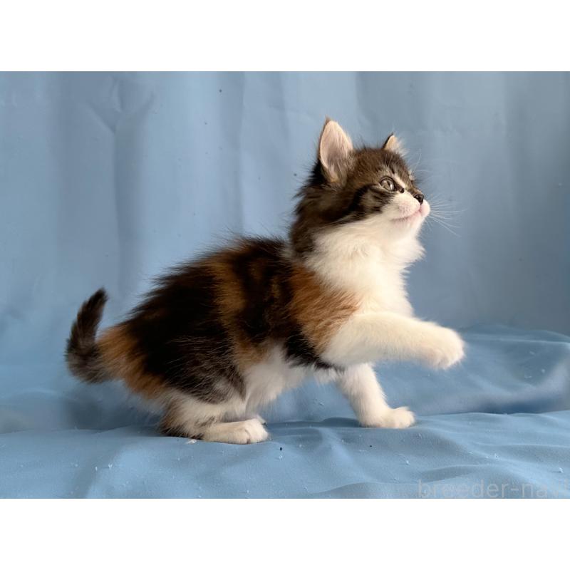 販売中の愛知県のメインクーン-135148の3枚目