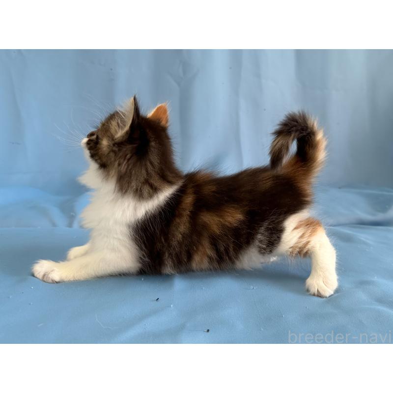 販売中の愛知県のメインクーン-135148の2枚目