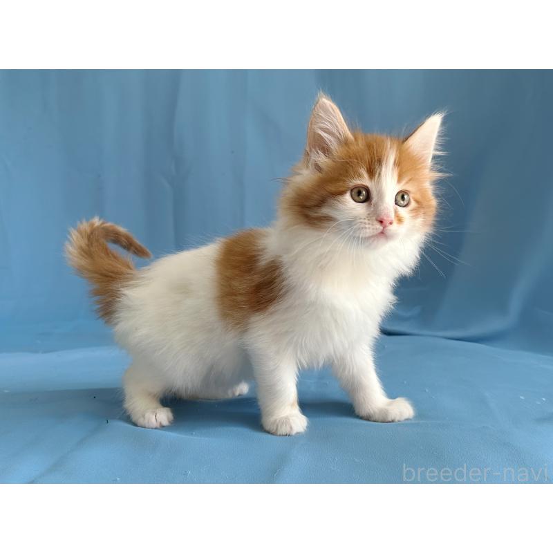 販売中の愛知県のメインクーン-135149の5枚目