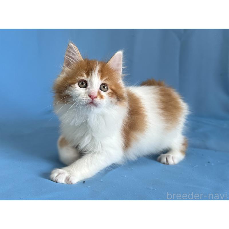 販売中の愛知県のメインクーン-135149の4枚目