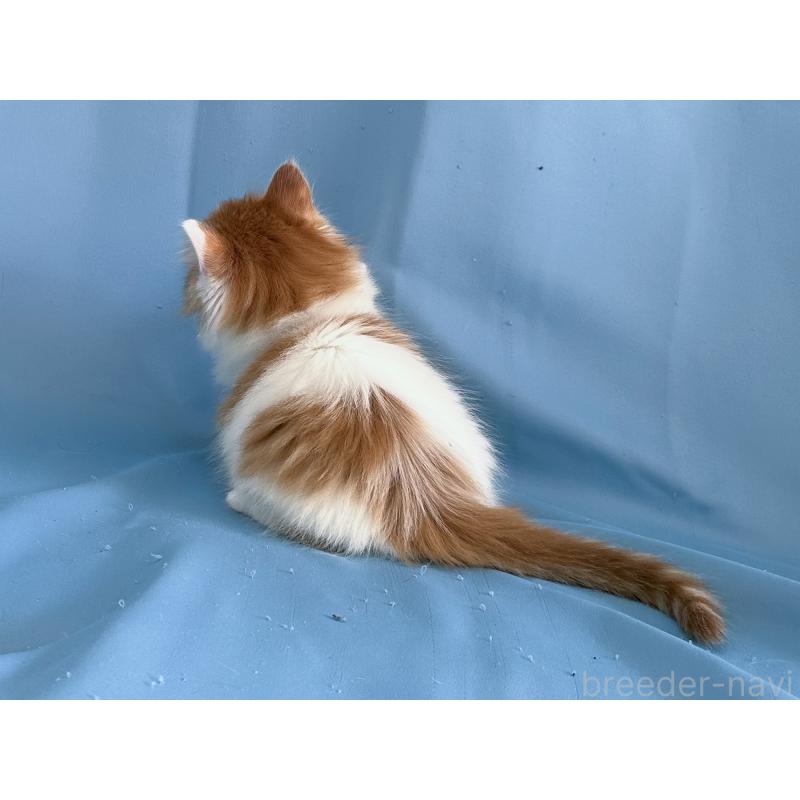 販売中の愛知県のメインクーン-135149の2枚目