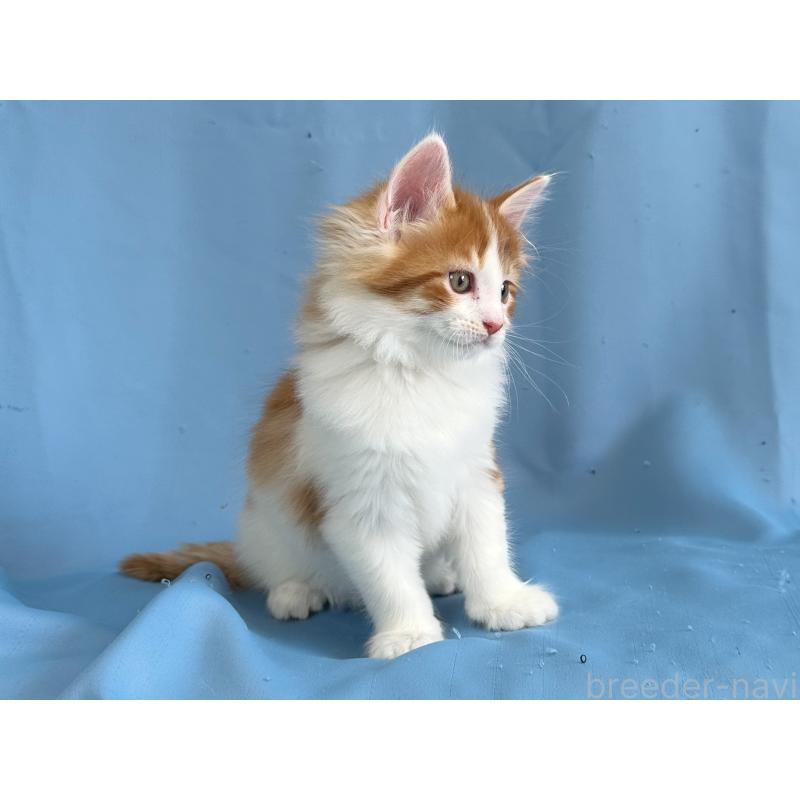 販売中の愛知県のメインクーン-135150の5枚目