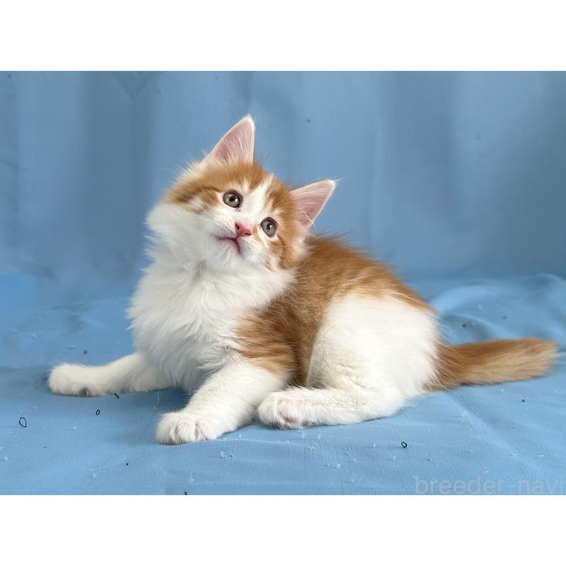 販売中の愛知県のメインクーン-135150の4枚目