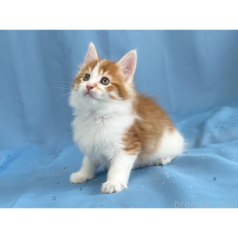 販売中の愛知県のメインクーン-135150の2枚目