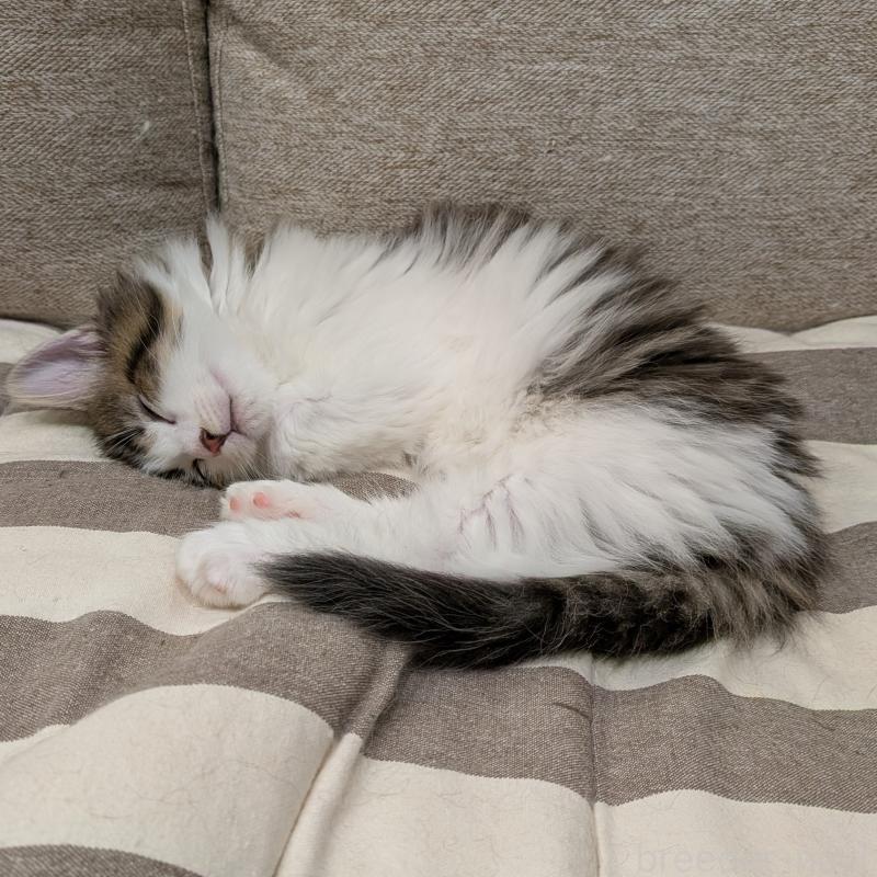 成約済の埼玉県のノルウェージャンフォレストキャット-134163の3枚目