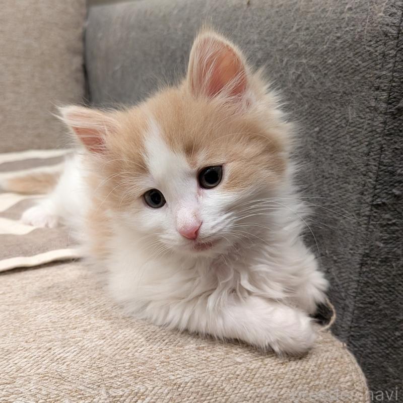 販売中の埼玉県のノルウェージャンフォレストキャット-134155の5枚目