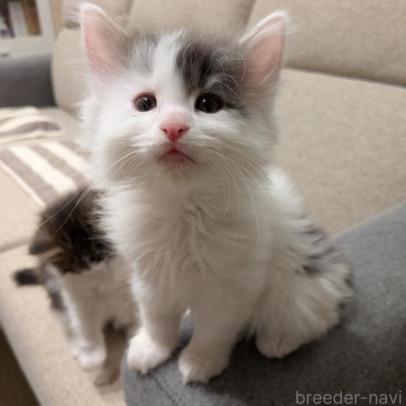販売中の埼玉県のノルウェージャンフォレストキャット-134157の9枚目