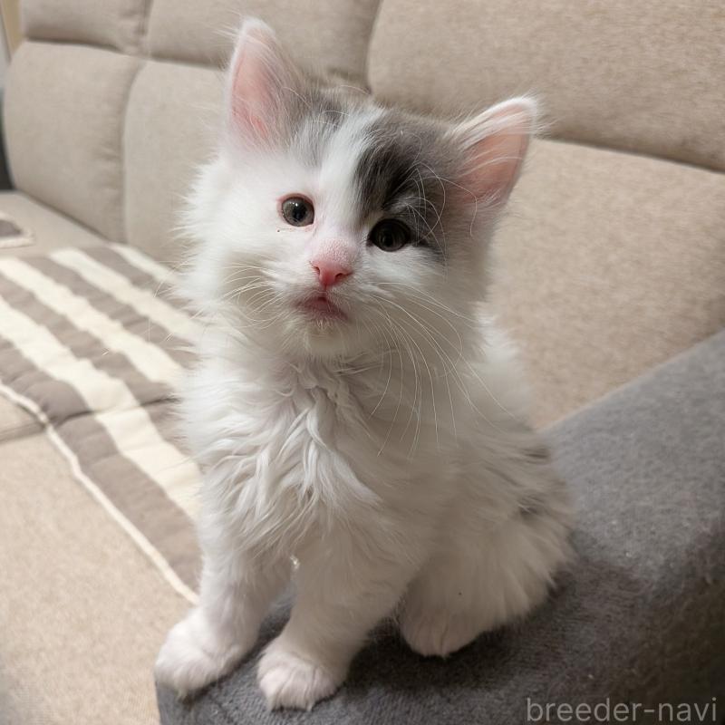 販売中の埼玉県のノルウェージャンフォレストキャット-134157の7枚目