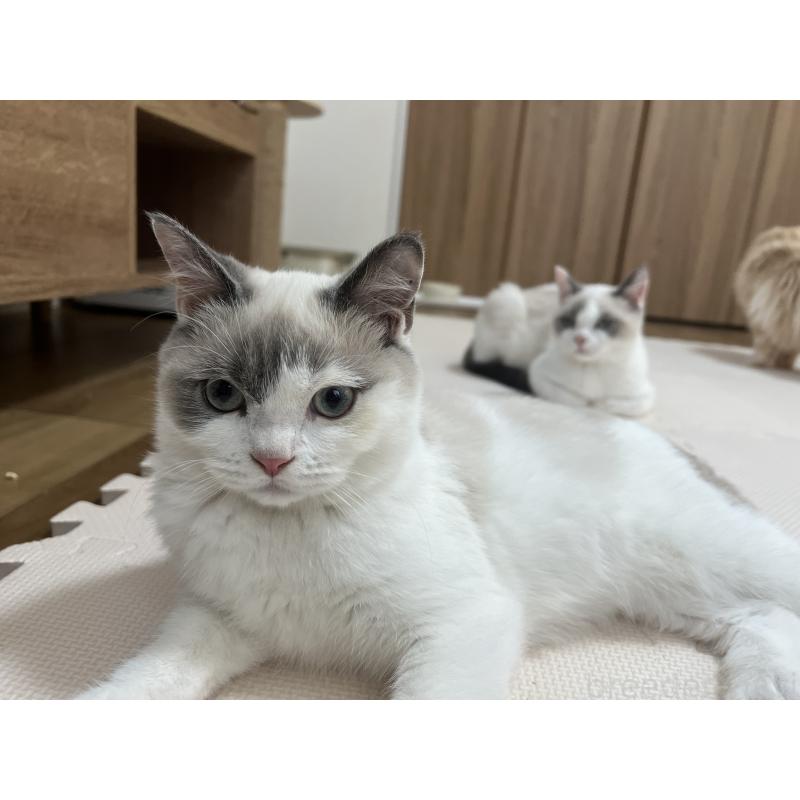 販売中の埼玉県のブリティッシュショートヘア-126614の4枚目