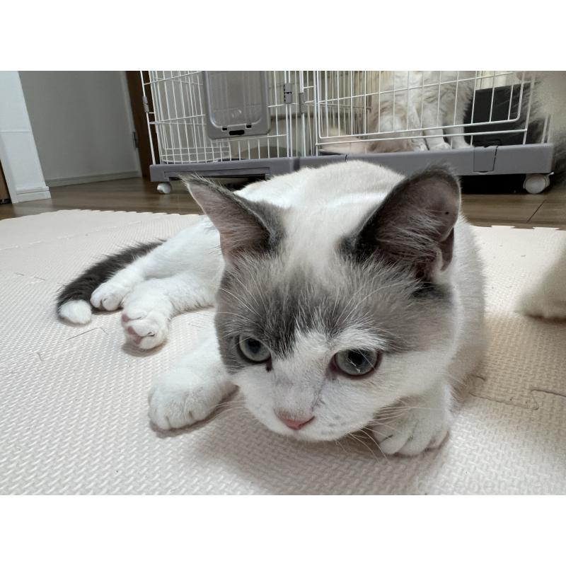 販売中の埼玉県のブリティッシュショートヘア-126614の3枚目