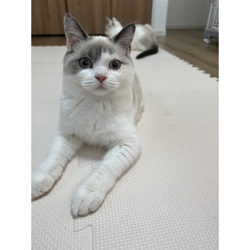 販売中の埼玉県のブリティッシュショートヘア-126614の2枚目