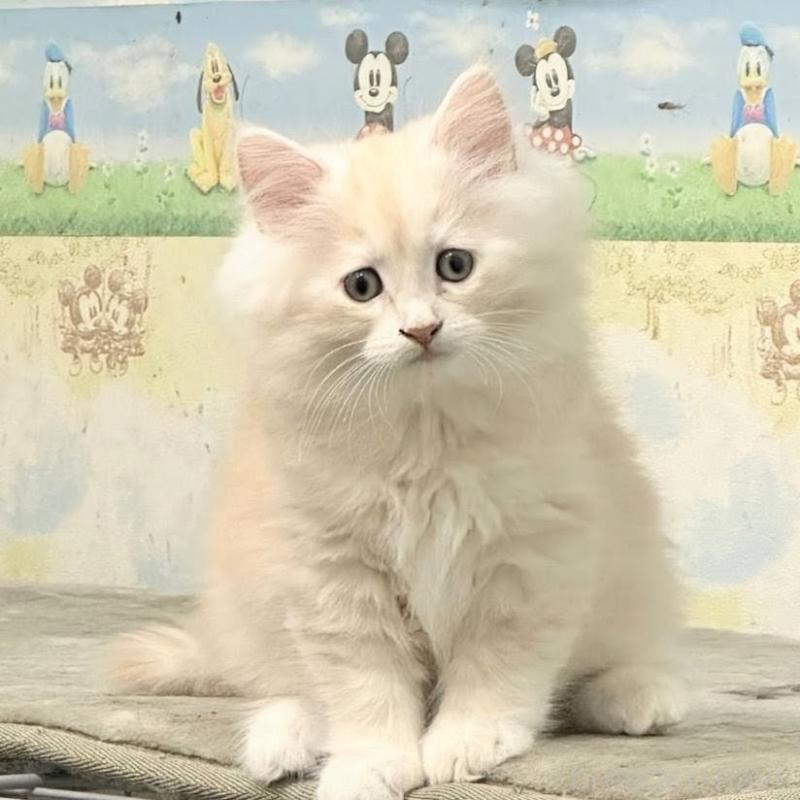 販売中の埼玉県のサイベリアン-132262