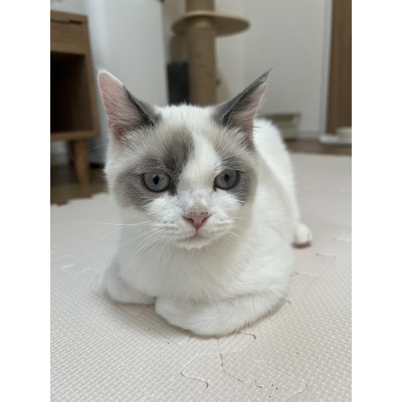 販売中の埼玉県のブリティッシュショートヘア-126611の2枚目